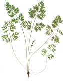 Daucus sativus