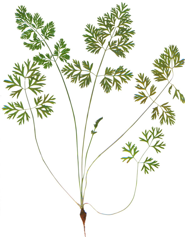 Изображение особи Daucus sativus.