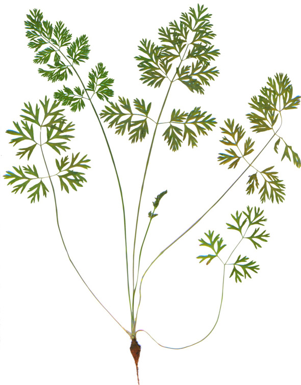 Image of Daucus sativus specimen.