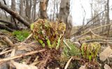 Dryopteris expansa. Вайи в стадии улитки. Камчатский край, Елизовский р-н, окр. г. Петропавловск-Камчатский. 26.05.2013.