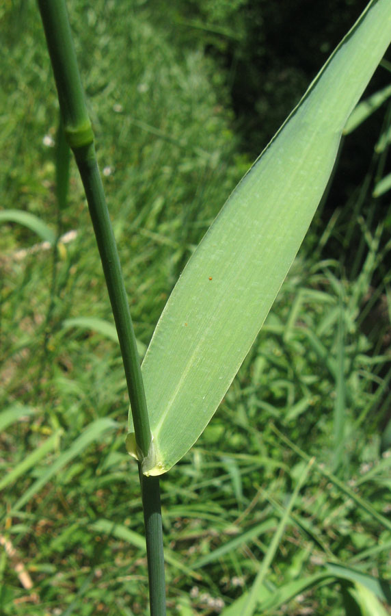 Image of Phalaroides arundinacea specimen.