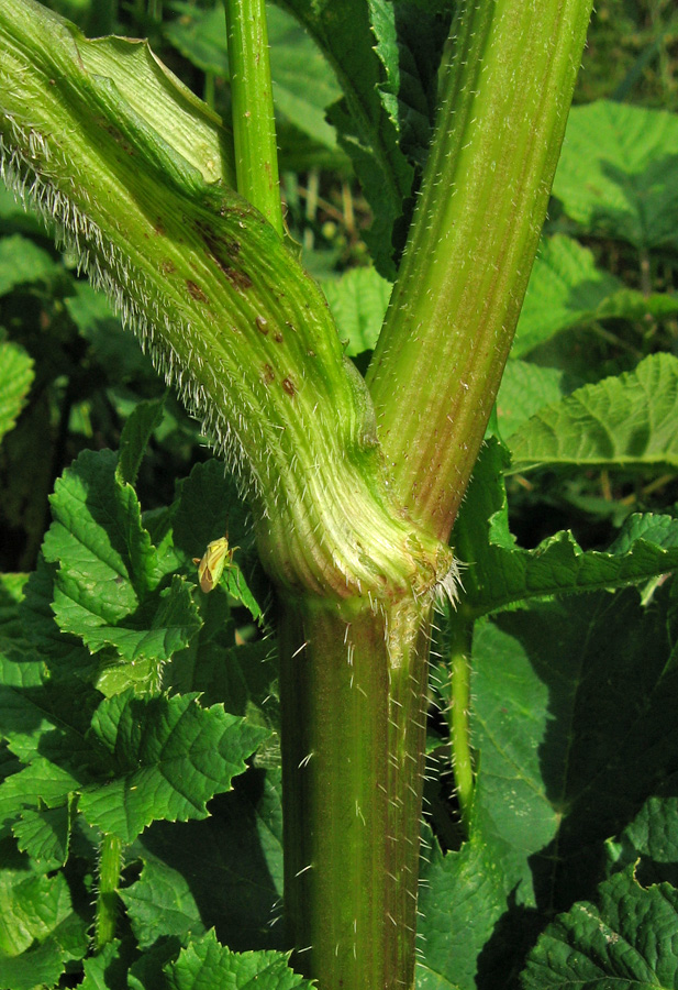 Изображение особи Heracleum sibiricum.