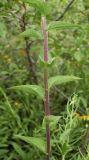 Campanula bononiensis