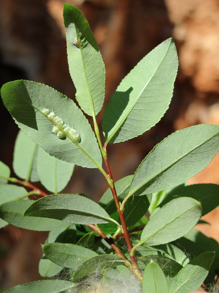 Изображение особи Salix arbuscula.