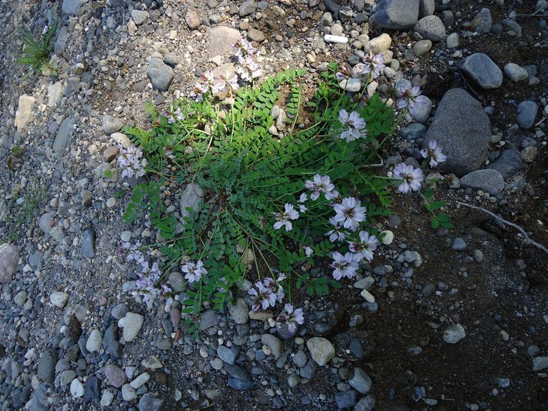 Изображение особи Astragalus alpinus.