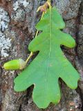 Quercus robur. Незрелый жёлудь и лист. Ростовская обл., Неклиновский р-н, Большенеклиновское с/п, дол. р. Сарматская. 14.07.2013.