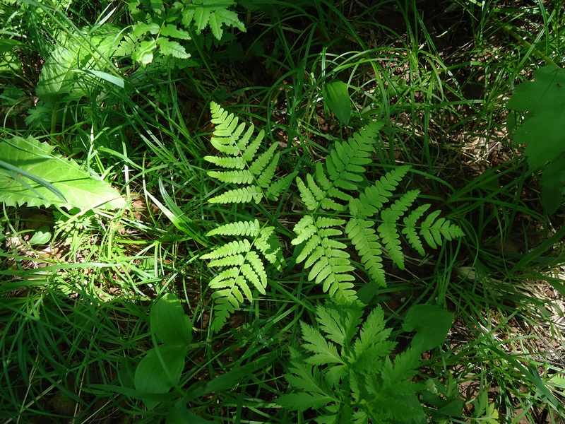 Изображение особи Pteridium pinetorum.