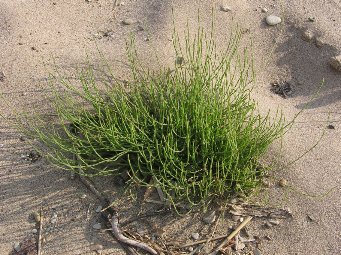 Изображение особи Equisetum arvense.