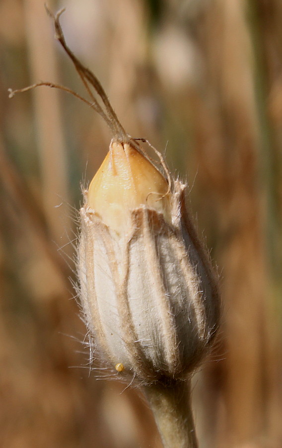 Image of Agrostemma githago specimen.