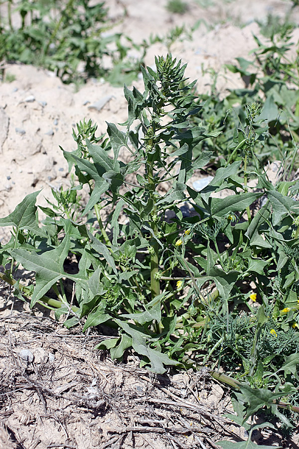 Изображение особи Spinacia turkestanica.