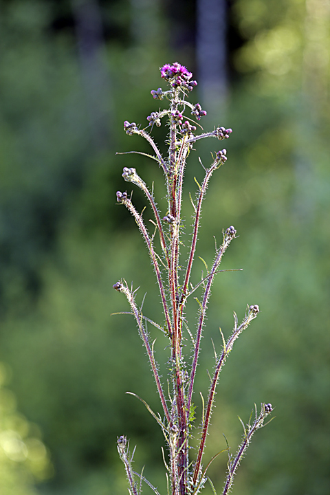 Изображение особи Cirsium palustre.