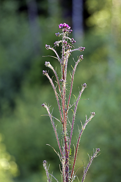 Изображение особи Cirsium palustre.