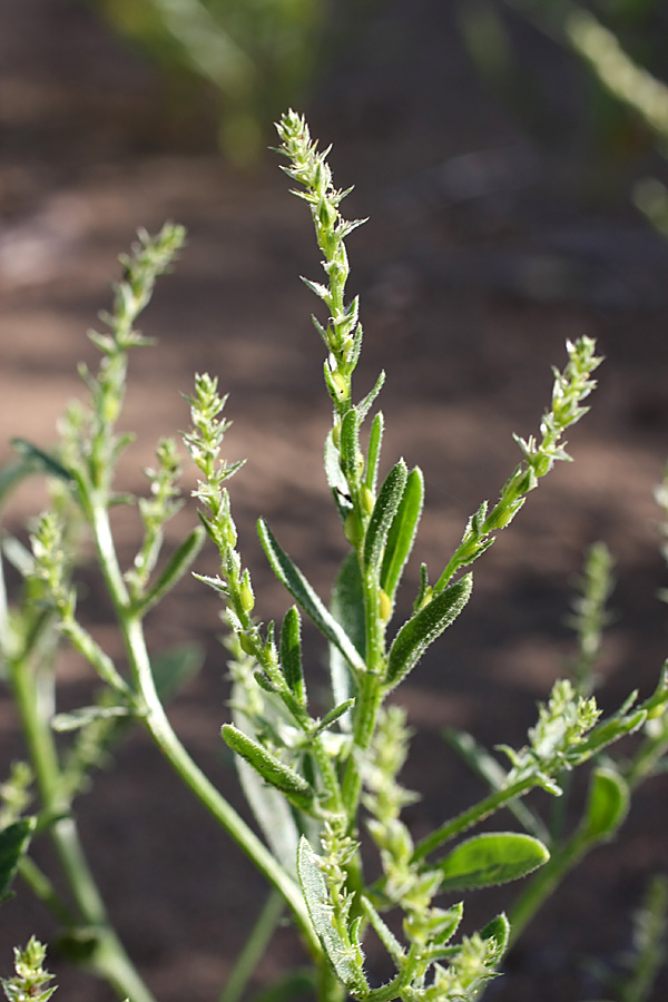 Image of genus Corispermum specimen.