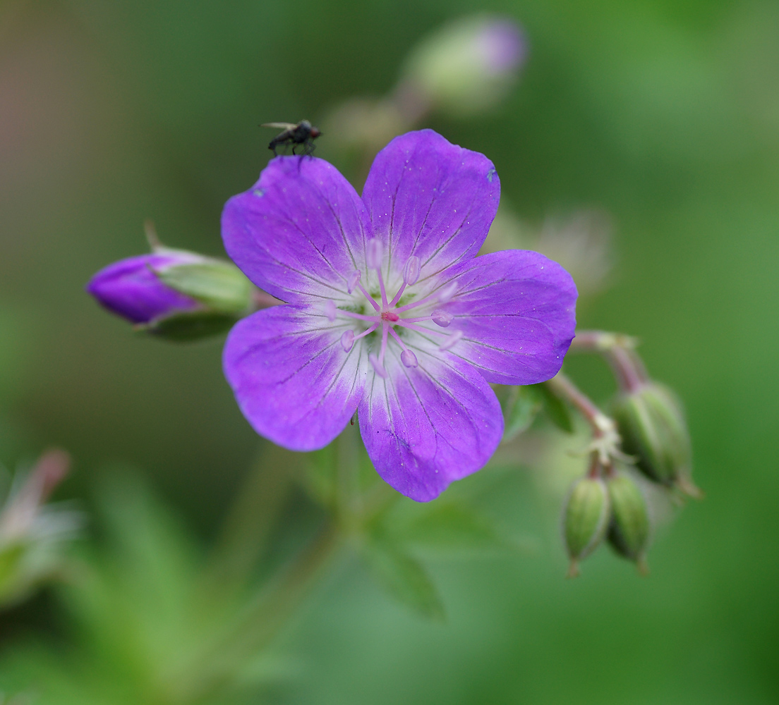 Image of Geranium sylvaticum specimen.