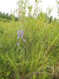 Aconitum ambiguum. Цветущее растение на травяном болоте с кустарниками. Республика Бурятия, Баунтовский эвенкийский район, окр. пос. Северный, долина р. Има. 06.08.2013.