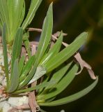 Kleinia neriifolia