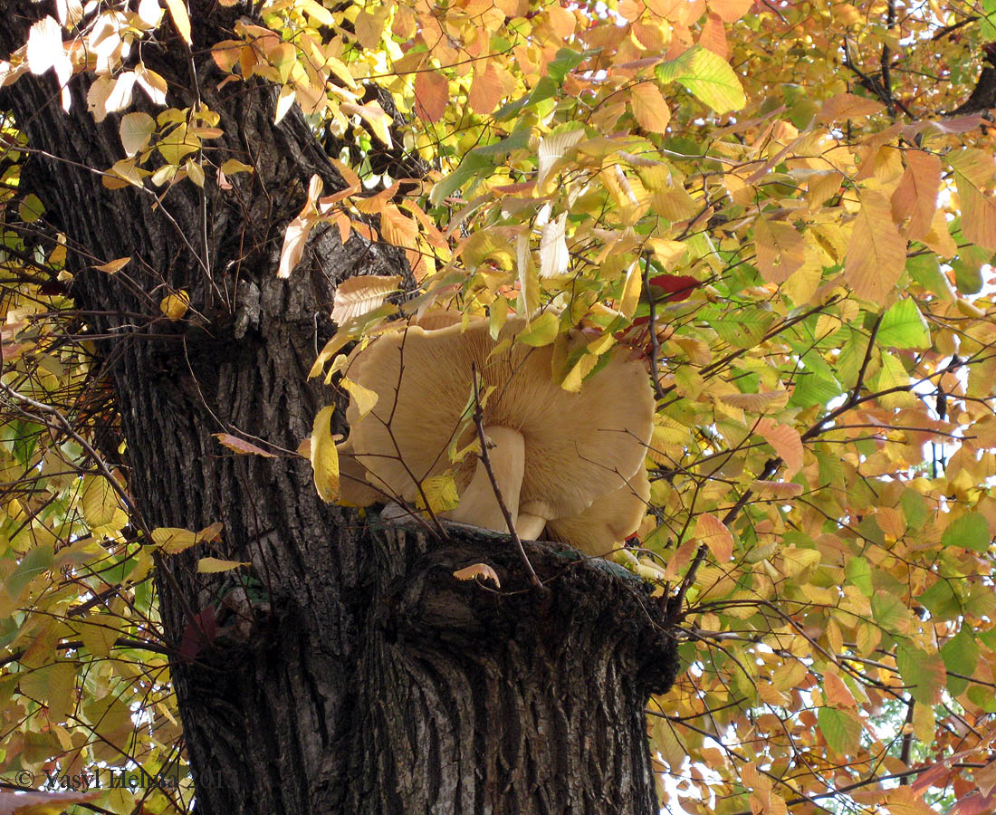 Image of genus Ulmus specimen.