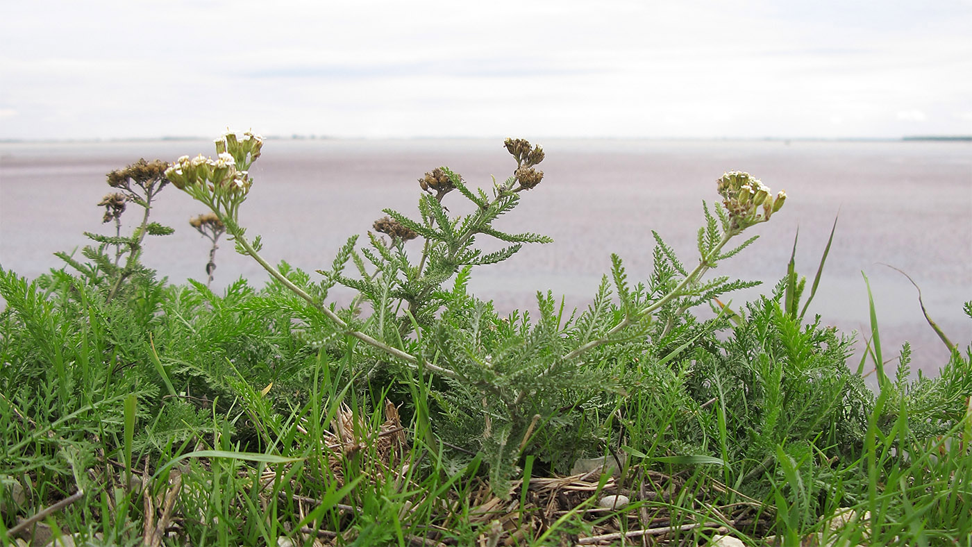 Изображение особи Achillea millefolium.