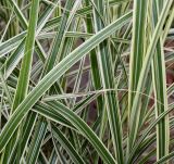 Miscanthus sinensis. Листья ('Variegatus'). Германия, г. Дюссельдорф, Ботанический сад университета. 14.08.2013.