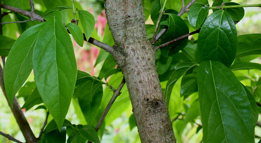 Image of Chimonanthus praecox specimen.