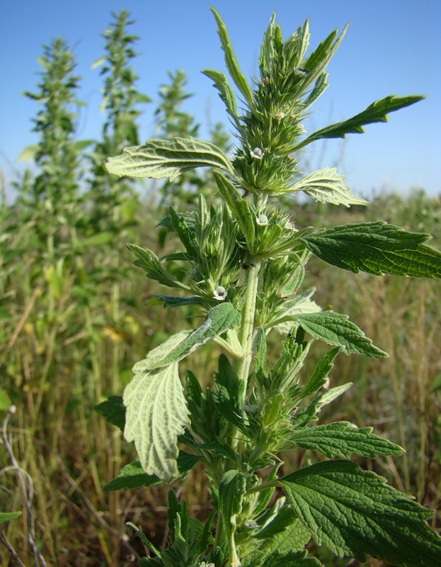 Image of Chaiturus marrubiastrum specimen.