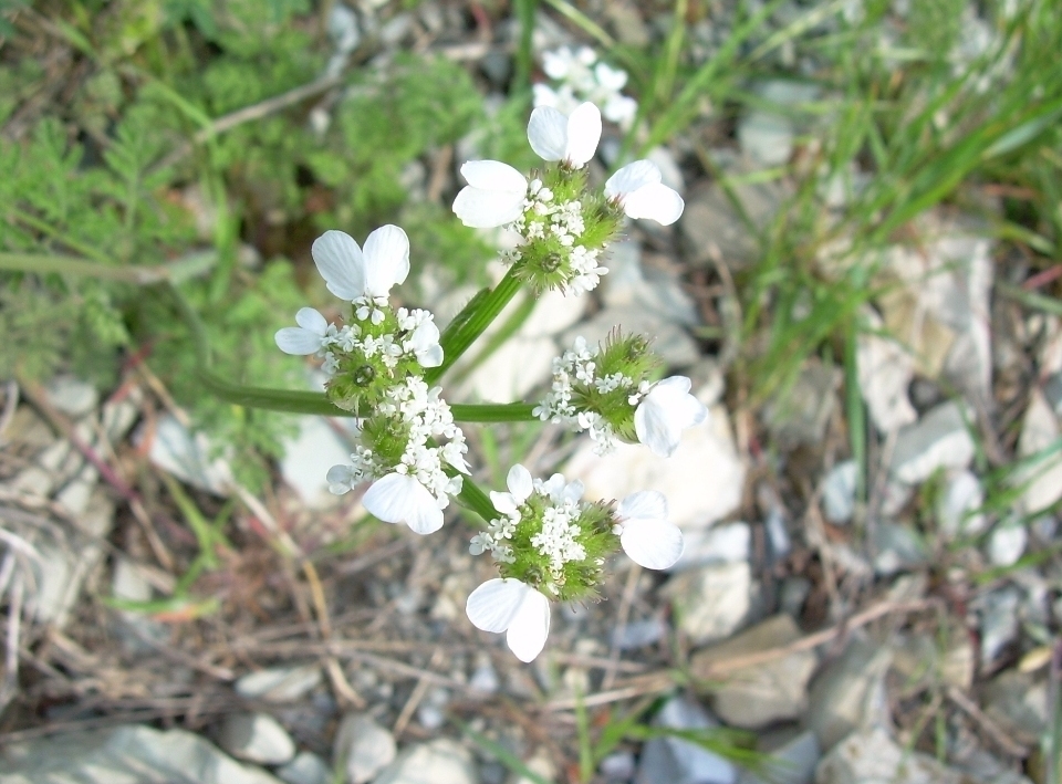 Image of Orlaya daucoides specimen.