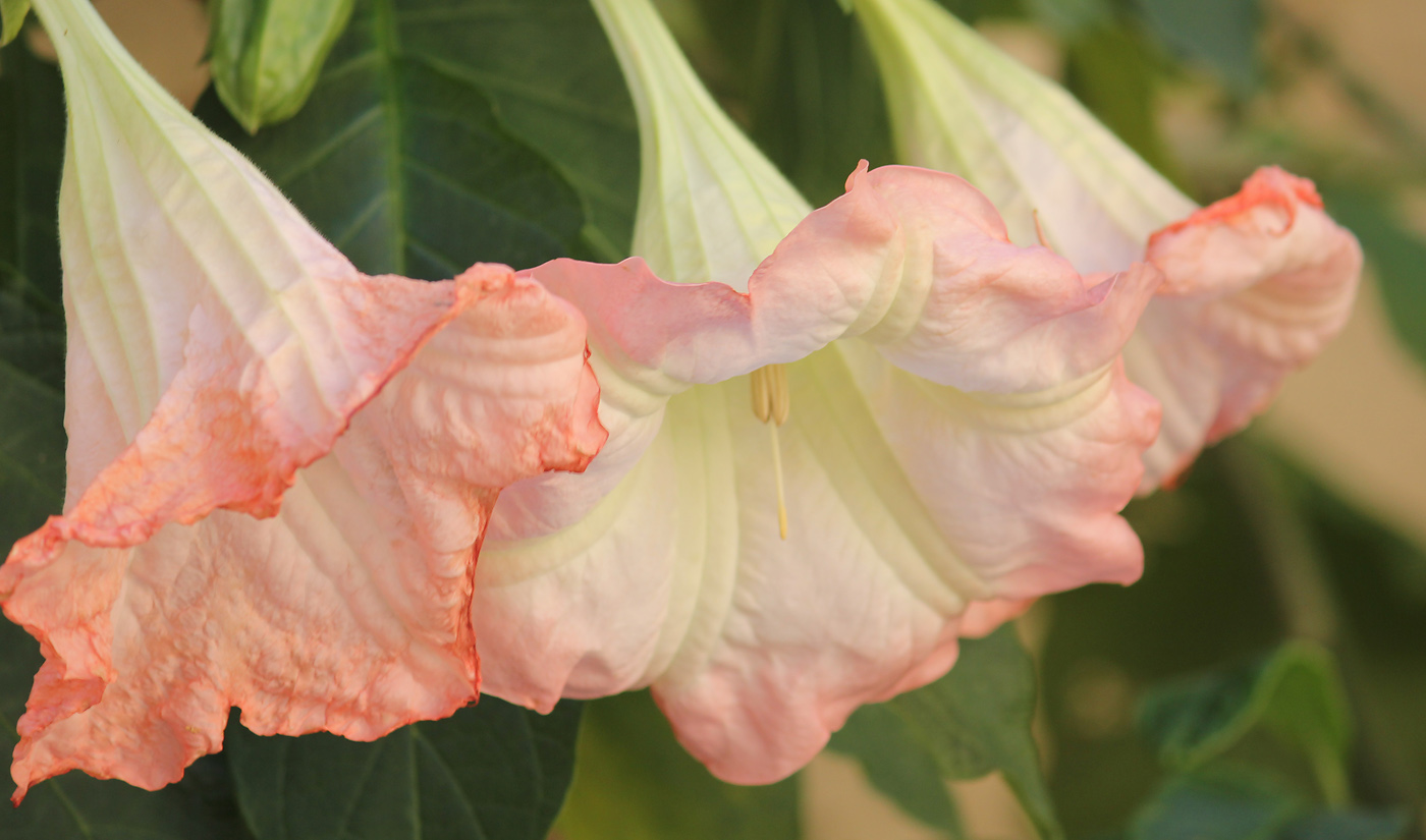 Image of Brugmansia suaveolens specimen.