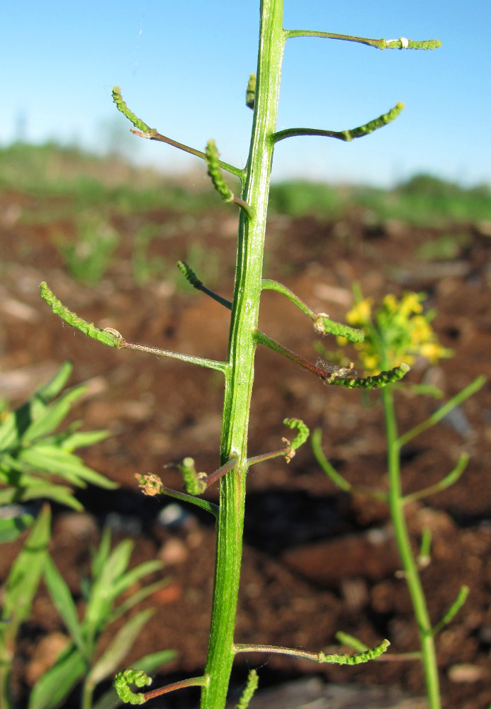 Image of Erysimum cheiranthoides specimen.