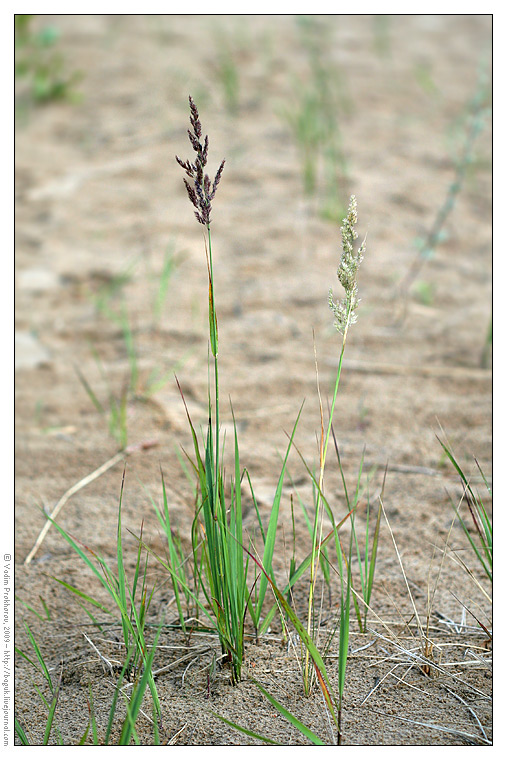 Image of Calamagrostis epigeios specimen.