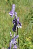 Aconitum leucostomum. Верхушка соцветия. Восточно-Казахстанская обл., г. Риддер, окр. Малоульбинского вдхр., склон сопки. 28.07.2008.