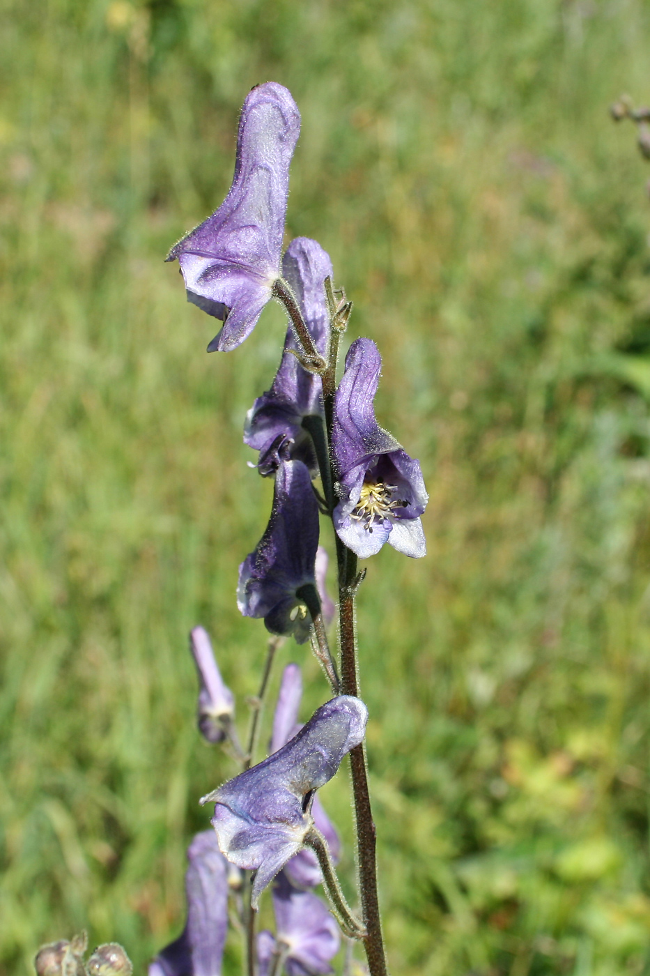 Изображение особи Aconitum leucostomum.