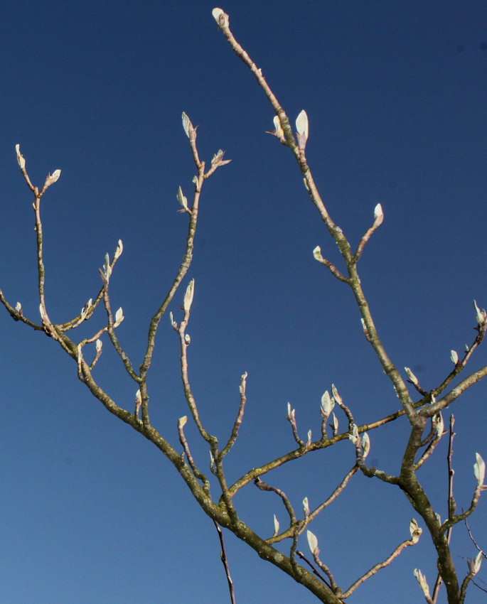 Изображение особи Magnolia sieboldii.