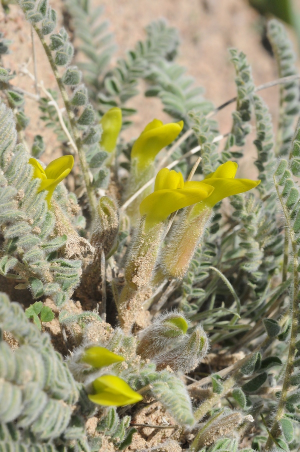 Image of Astragalus balchaschensis specimen.