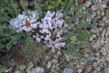 Astragalus dolichophyllus. Цветущее растение на плато. Крым, Ленинский р-н, Опукский заповедник. 26.04.2014.