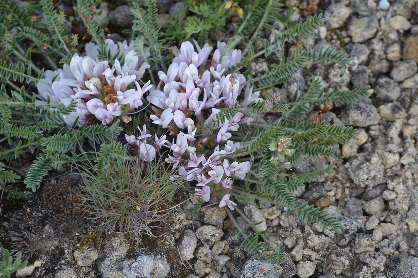 Image of Astragalus dolichophyllus specimen.