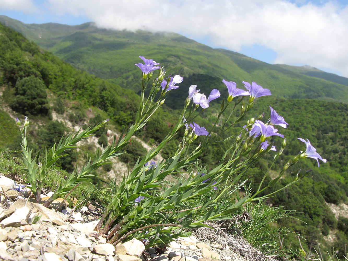 Image of Linum nervosum specimen.