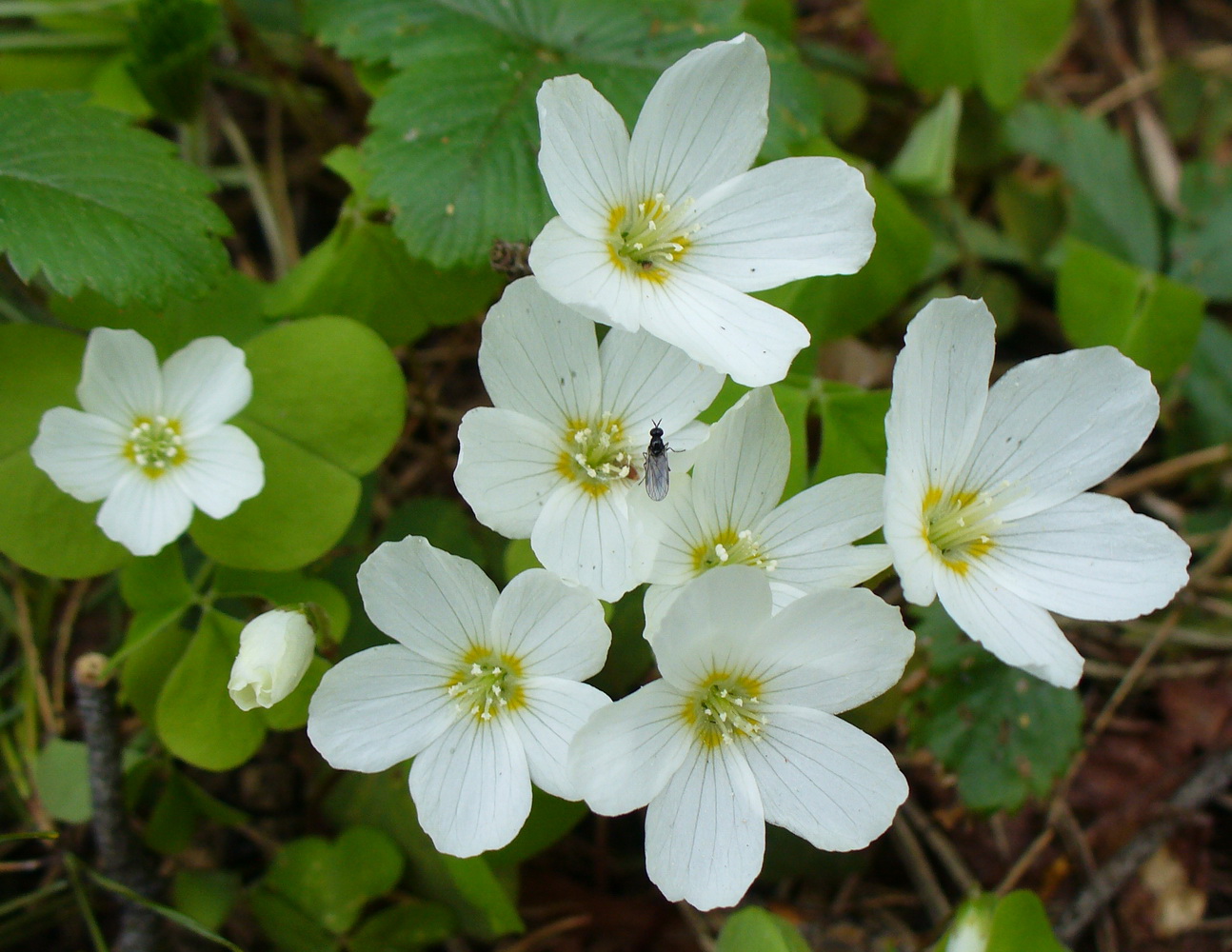 Изображение особи Oxalis acetosella.