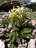 Pedicularis chroorrhyncha