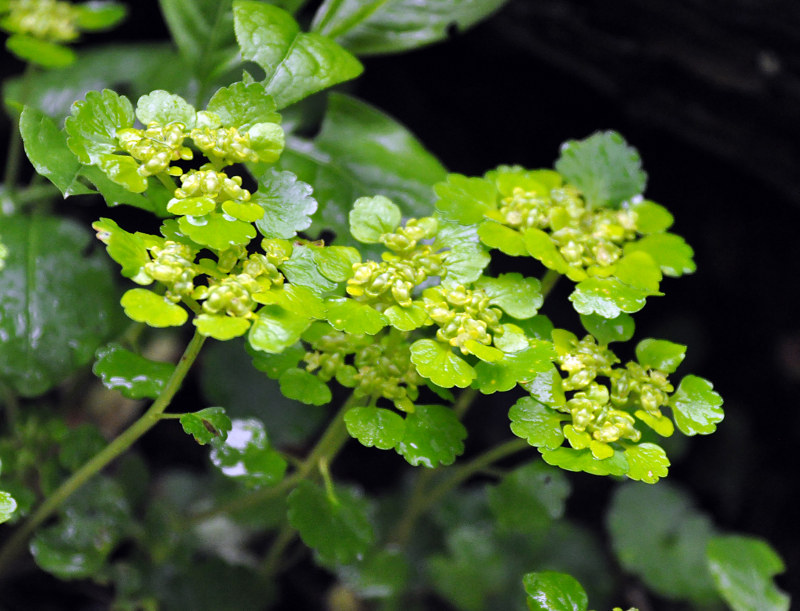 Image of Chrysosplenium alternifolium specimen.