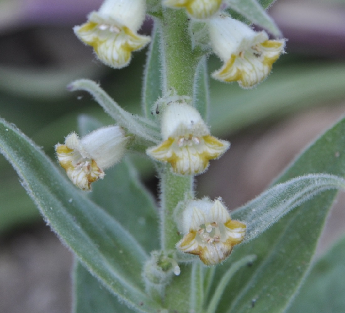 Изображение особи Digitalis viridiflora.