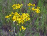 Senecio jacobaea. Верхушка растения с соцветиями. Московская обл., Шатурский р-н, окр. пос. Туголесский Бор. 10.07.2012.