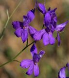 Delphinium paniculatum. Соцветие. Краснодарский край, г. Новороссийск, заповедник Утриш, вершина песчаного обрыва над морем. 08.06.2014.