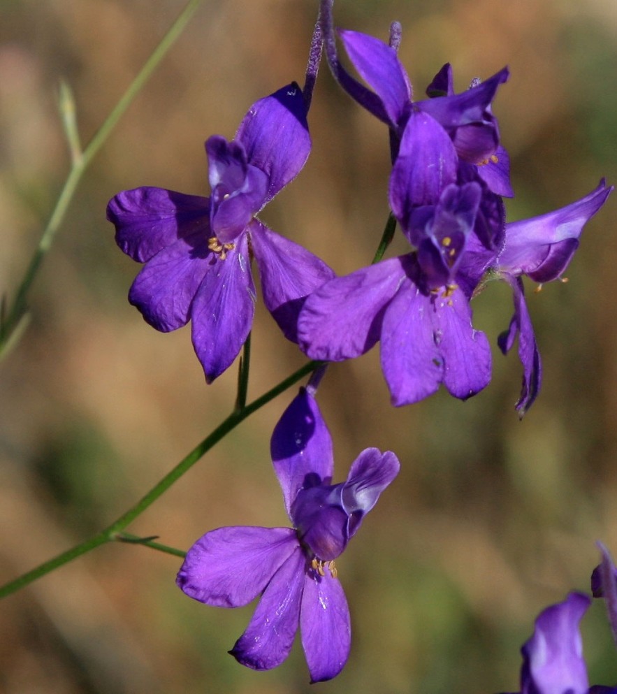 Image of Delphinium paniculatum specimen.