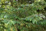 Ostrya virginiana. Средняя часть кроны цветущего и плодоносящего растения. Германия, г. Дюссельдорф, Ботанический сад университета. 02.06.2014.