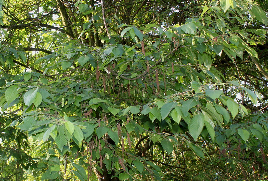 Image of Ostrya virginiana specimen.