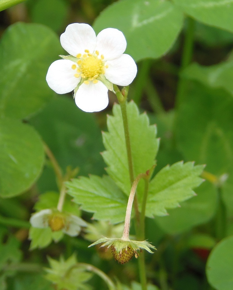 Изображение особи Fragaria vesca.