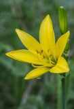 Hemerocallis lilio-asphodelus