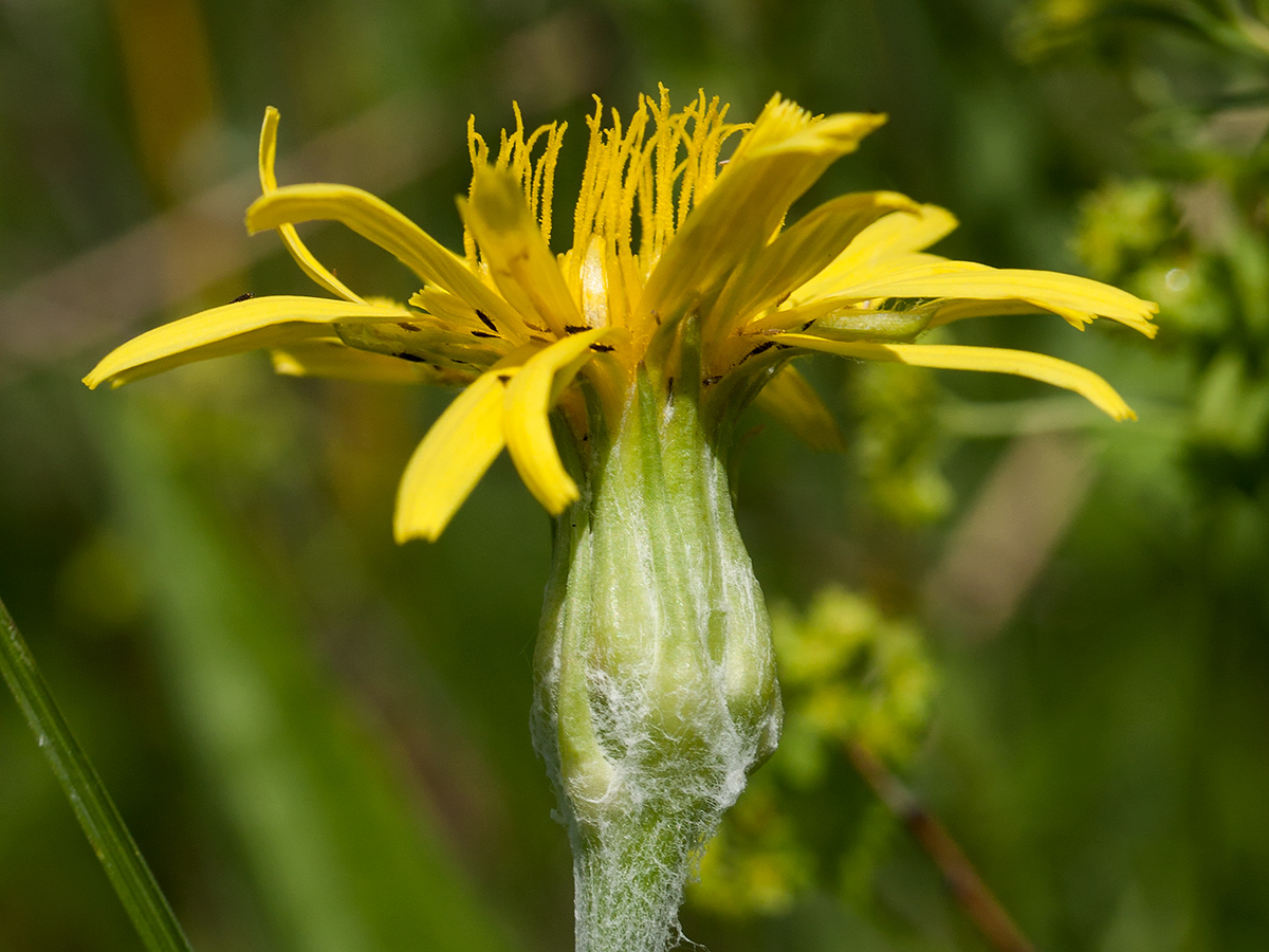 Изображение особи Scorzonera humilis.