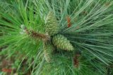 Pinus pallasiana