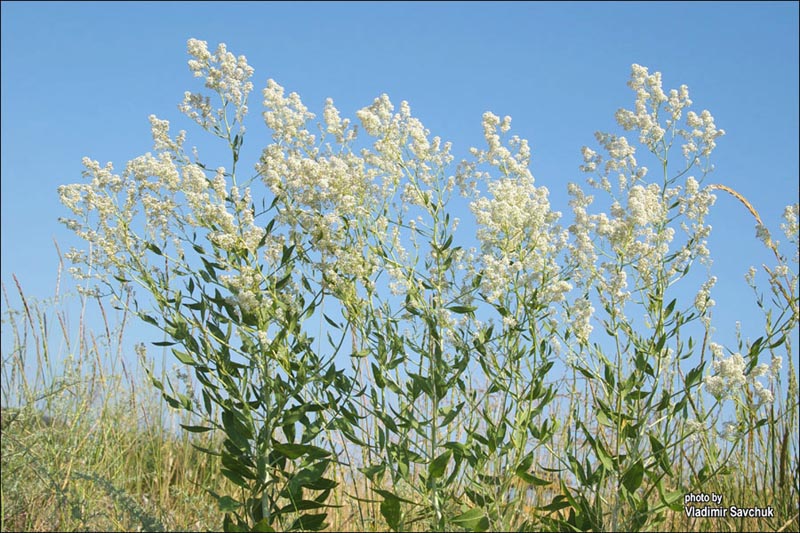 Image of Lepidium latifolium specimen.